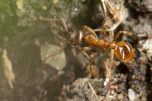 Réf. 247 972 : Myrmica rubra
